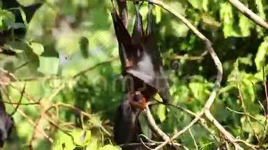 蝙蝠挂在树枝上马来亚蝙蝠或莱尔的飞狐科学名为PteropusLylei，低视角镜头